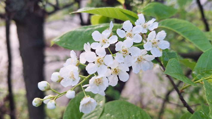 Immergrüne Schleifenblume