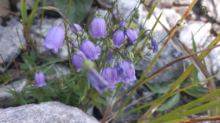 Zwergglockenblume