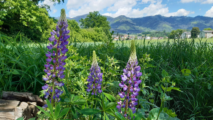 Vielblättrige Lupine