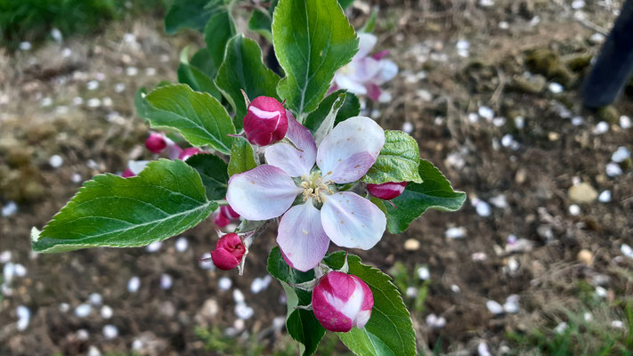 Holzapfel - Europäischer Wildapfel