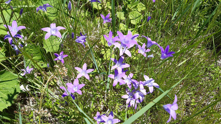 Wiesen-Glockenblume