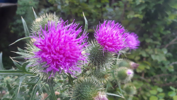 Gewöhnliche Kratzdistel