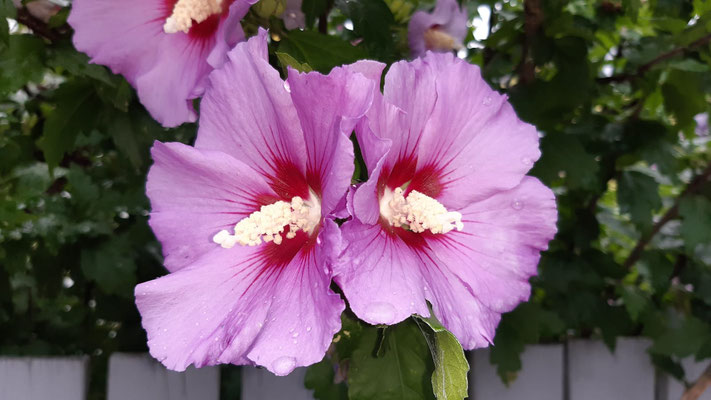 Hibiskus - Straucheibisch