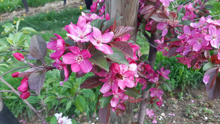 Chinesischer Apfel - Prachtapfelbaum