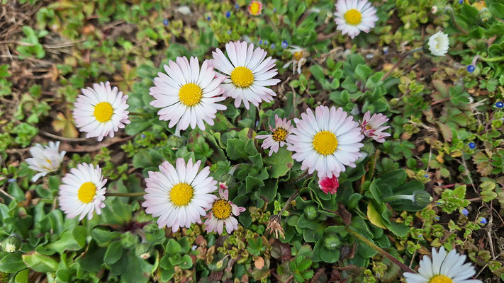 Mehrjähriges Gänseblümchen