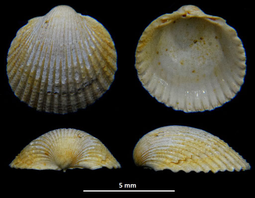 Cardium cfr. sallomacense, Miocene dell'Aquitania