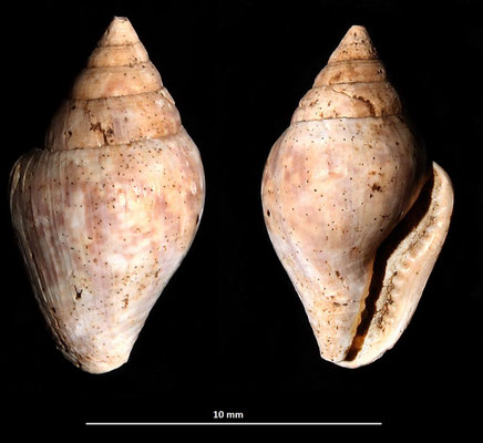 Columbella rustica, Sant'Agostino (Civitavecchia, RM)