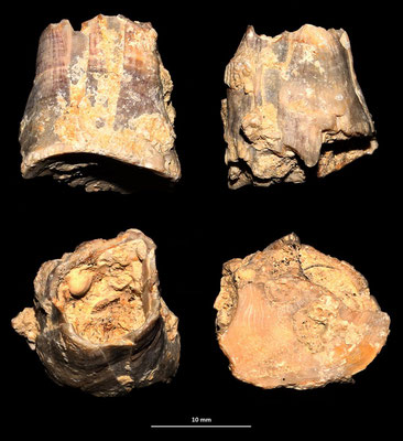 Balanus cfr. concavus, Tarquinia (VT)