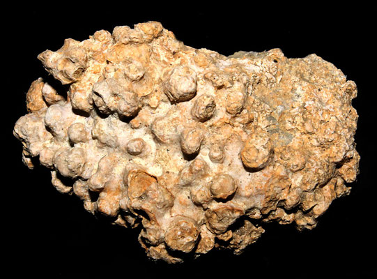 Lithothamnium sp., Ara della Regina (Tarquinia)