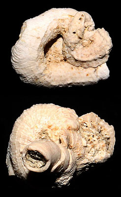 Petaloconchus deshayesi, Macchia della Turchina