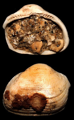 Striarca lactea, Sant'Agostino (Civitavecchia, RM)