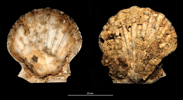 Chlamys inaequicostalis, sabbie a echinodermi di Tarquinia (VT)