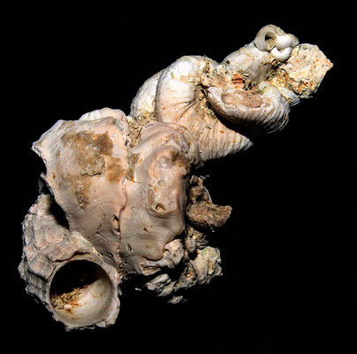 Vermetus triquetrus (sinistra) e Petaloconchus intortus (destra), Macchia della Turchina.