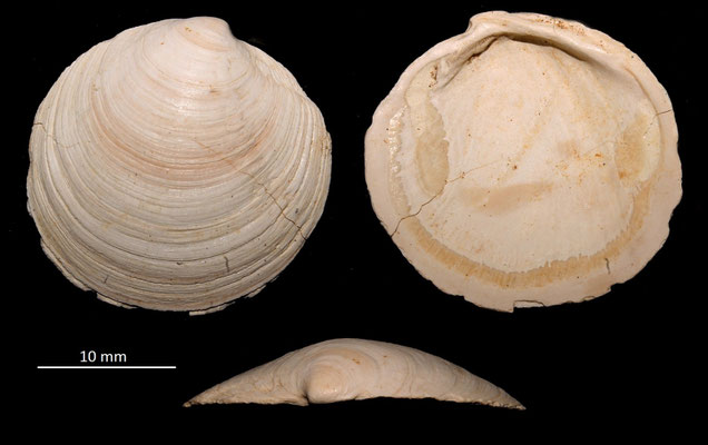 Miltha incrassata, Miocene dell'Aquitania
