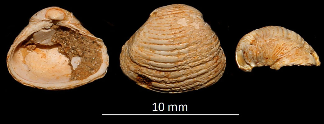 Corbula confusa, Miocene dell'Aquitania