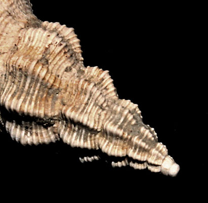 Latirus ligusticus, Pliocene di Quattro Castella (RE)