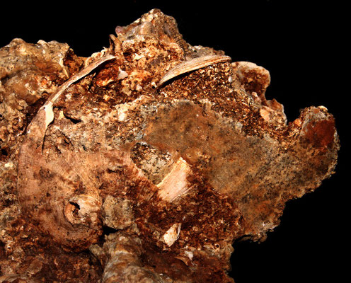 Haliotis tuberculata (calco), Sant'Agostino (Civitavecchia, RM)