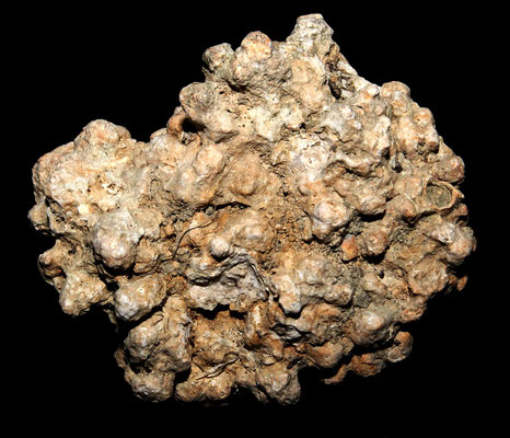 Lithothamnium sp., Ara della Regina (Tarquinia)