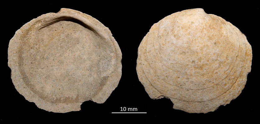 Miltha incrassata, Miocene dell'Aquitania