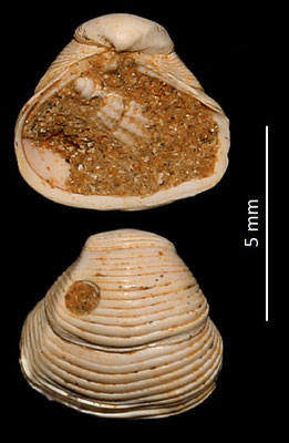Corbula confusa, Miocene dell'Aquitania