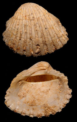 Venericardia pinnula, Miocene dell'Aquitania