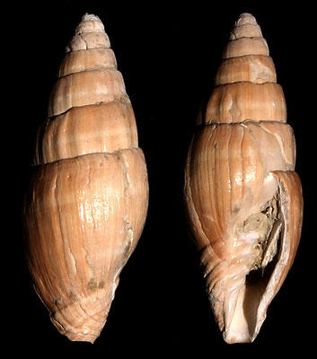 Vexillum ebenus, Macchia della Turchina (Monteromano, VT)