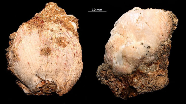 Spondylus gaederopus, Sant'Agostino (Civitavecchia, RM)