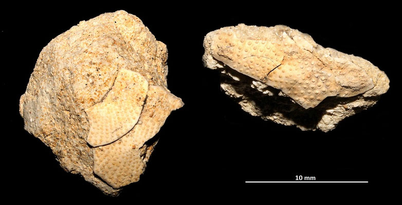 Frammenti di echinidi, sabbie gialle a echinodermi di Tarquinia (VT)