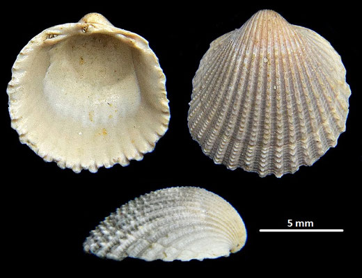 Cardium sallomacense, Miocene dell'Aquitania