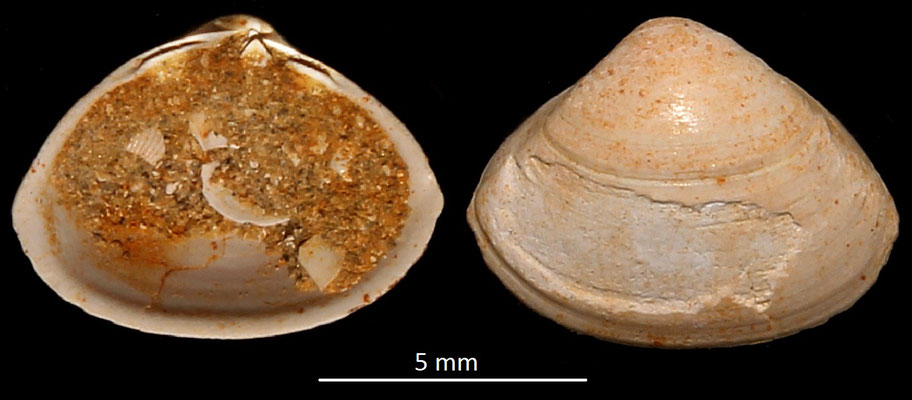 Spisula subtruncata var. triangula, Miocene dell'Aquitania