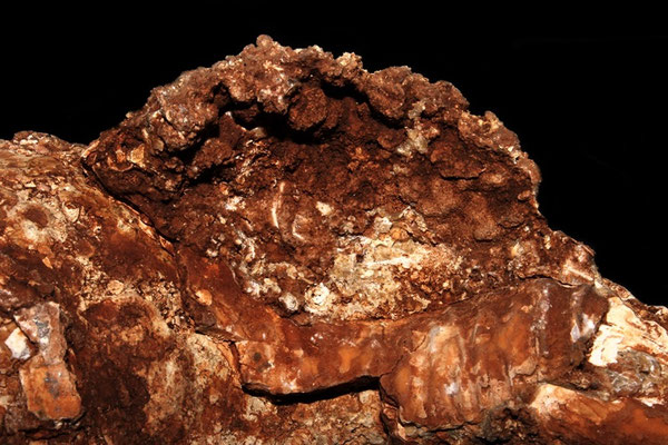 Charonia lampas: dettaglio della bocca e dei dentini columellari, Sant'Agostino (Civitavecchia, RM)