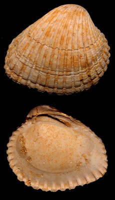 Venericardia pinnula, Miocene dell'Aquitania