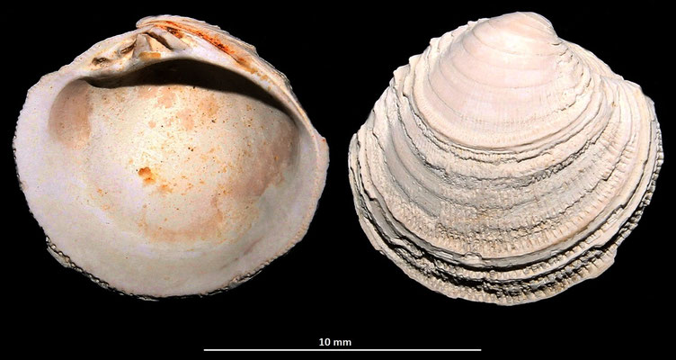 Venus multilamella, esemplare molto eroso, Macchia della Turchina (Monteromano, VT)