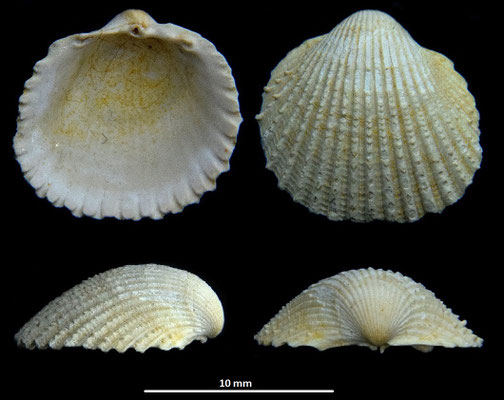 Cardium sallomacense, Miocene dell'Aquitania