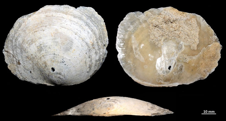 Amusium cristatum, località Pisciarello (Tarquinia, VT)