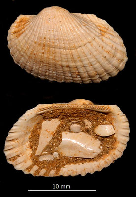 Anadara girondica, Miocene dell'Aquitania