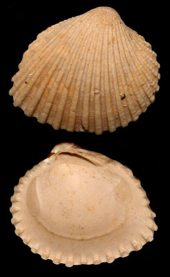 Venericardia pinnula, Miocene dell'Aquitania