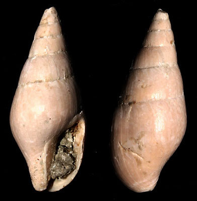 Mitrella scripta, Macchia della Turchina (Monteromano, VT)