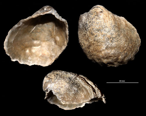 Anomia ephippium, Tarquinia (VT)