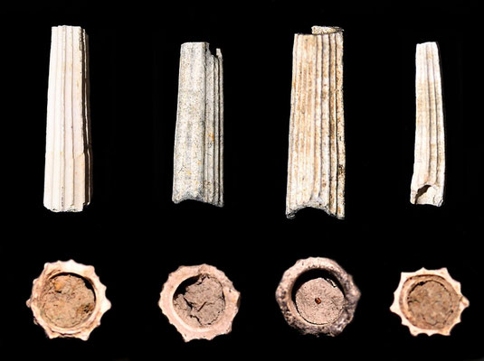 Dentalium sexangulum, Quattro Castella (RE), confronto tra sezioni di vari frammenti