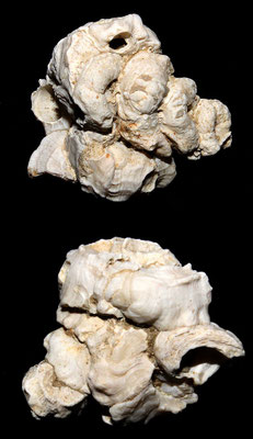 Vermetus triquetrus, Macchia della Turchina.