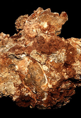 Haliotis tuberculata (calco), Sant'Agostino (Civitavecchia, RM)