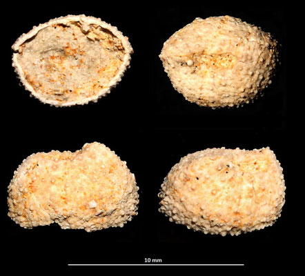 Frammento di echinide, sabbie gialle a echinodermi di Tarquinia (VT)