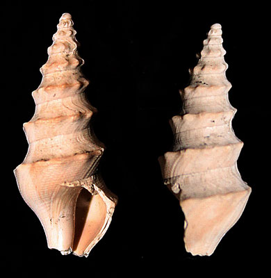 Turricula dimidiata, Quattro Castella (RE), Pliocene