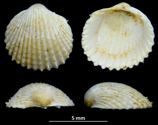 Cardium burdigalinum (giovanile), Miocene dell'Aquitania