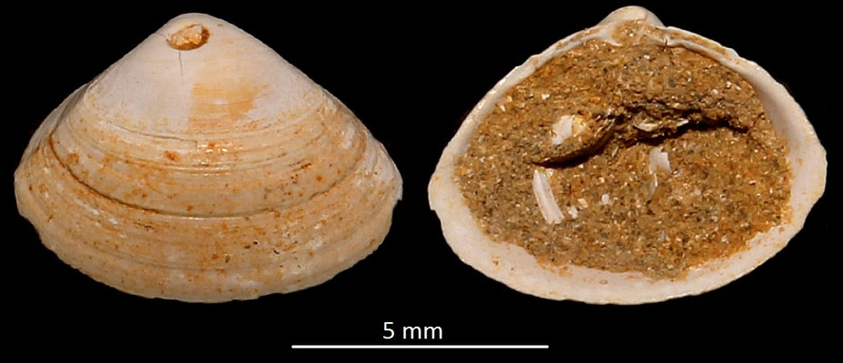 Spisula subtruncata var. triangula, Miocene dell'Aquitania