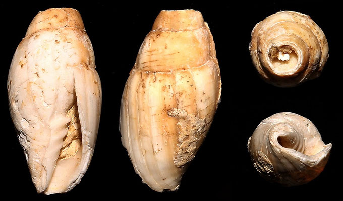Vexillum ebenus, Sant'Agostino (Civitavecchia, VT)