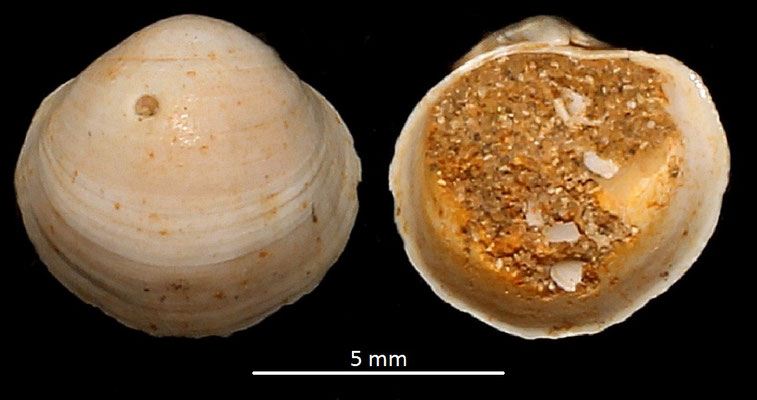 Loripes dentatus, Miocene dell'Aquitania