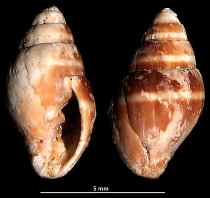 Vexillum ebenus, Macchia della Turchina (Monteromano, VT)