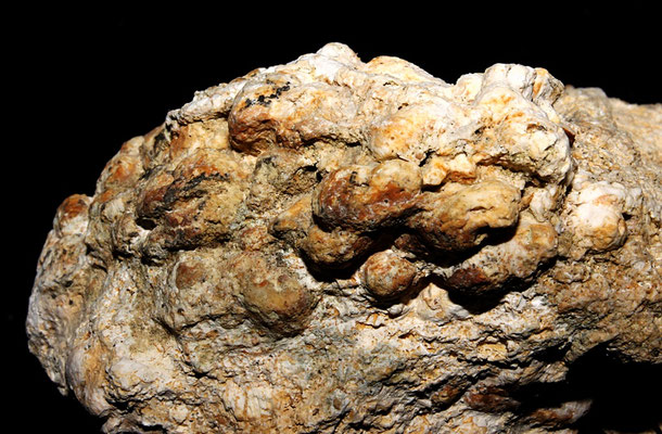 Lithothamnium sp., Sant'Agostino (Civitavecchia)